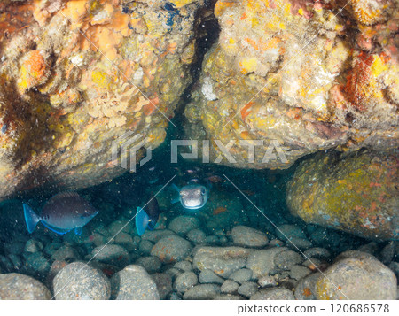 A beautiful school of porcupine puffers (family Porcupinefish), stingrays (family Scutigeridae) and other fish in an underwater cave. Hirizo Beach 120686578