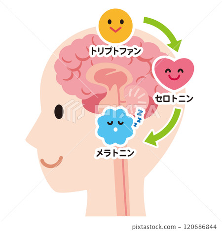 血清素分泌 大腦健康 120686844