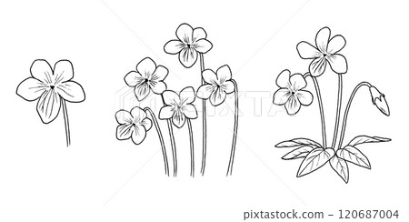 紫羅蘭的線條畫插圖 120687004