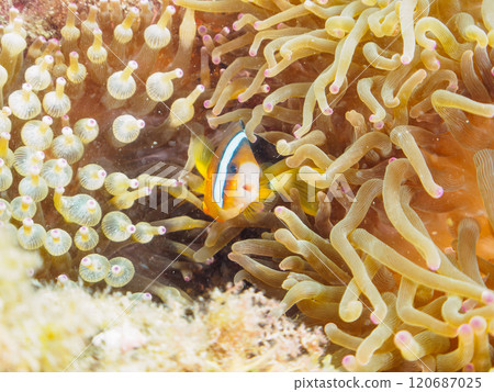 Cute clownfish (subfamily Amphiprioninae) juveniles in a beautiful sea anemone field. Nakagi Hirizo Beach, Minamiizu-cho, Kamo-gun, Izu Peninsula 120687025