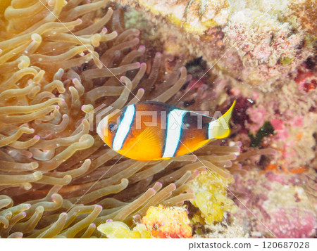 Cute clownfish (subfamily Amphiprioninae) juveniles in a beautiful sea anemone field. Nakagi Hirizo Beach, Minamiizu-cho, Kamo-gun, Izu Peninsula 120687028