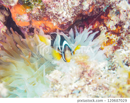 Cute clownfish (subfamily Amphiprioninae) juveniles in a beautiful sea anemone field. Nakagi Hirizo Beach, Minamiizu-cho, Kamo-gun, Izu Peninsula Cute clownfish (subfamily Amphiprioninae) juveniles in a beautiful sea anemone field. Nakagi Hirizo Beach, Minamiizu-cho, Kamo-gun, Izu Peninsula 120687029