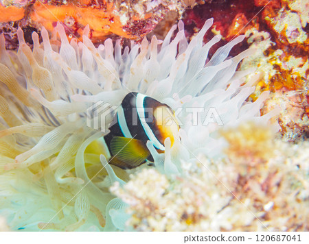Cute clownfish (subfamily Amphiprioninae) juveniles in a beautiful sea anemone field. Nakagi Hirizo Beach, Minamiizu-cho, Kamo-gun, Izu Peninsula 120687041