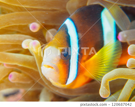 Cute clownfish (subfamily Amphiprioninae) juveniles in a beautiful sea anemone field. Nakagi Hirizo Beach, Minamiizu-cho, Kamo-gun, Izu Peninsula 120687042