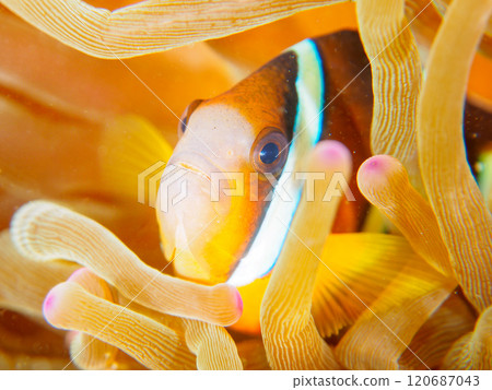 Cute clownfish (subfamily Amphiprioninae) juveniles in a beautiful sea anemone field. Nakagi Hirizo Beach, Minamiizu-cho, Kamo-gun, Izu Peninsula Cute clownfish (subfamily Amphiprioninae) juveniles in a beautiful sea anemone field. Nakagi Hirizo Beach, Minamiizu-cho, Kamo-gun, Izu Peninsula 120687043