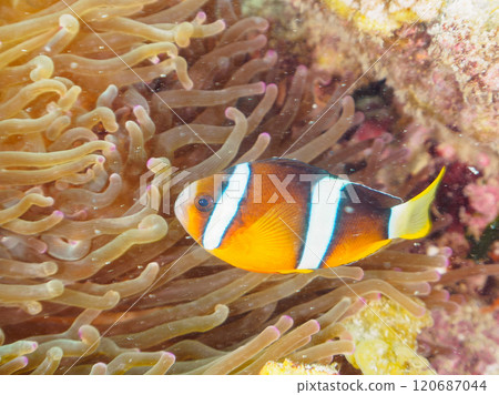 Cute clownfish (subfamily Amphiprioninae) juveniles in a beautiful sea anemone field. Nakagi Hirizo Beach, Minamiizu-cho, Kamo-gun, Izu Peninsula 120687044