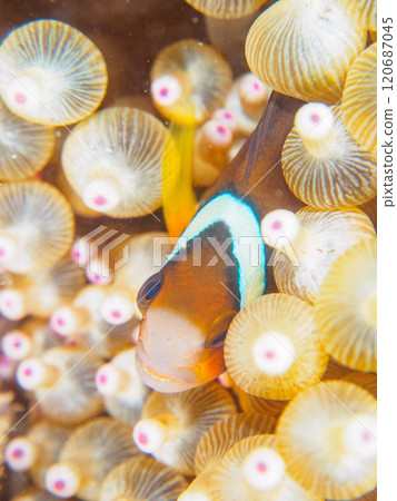 美麗的海葵田裡一隻可愛的幼年小丑魚（海葵魚亞科）。 伊豆半島加茂郡南伊豆町中木広濱 120687045
