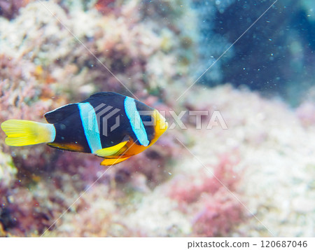 美麗的海葵田裡一隻可愛的幼年小丑魚（海葵魚亞科）。 伊豆半島加茂郡南伊豆町中木広濱 120687046