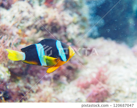 美麗的海葵田裡一隻可愛的幼年小丑魚（海葵魚亞科）。 伊豆半島加茂郡南伊豆町中木広濱 120687047