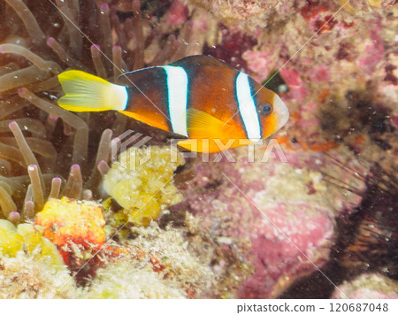 美麗的海葵田裡一隻可愛的幼年小丑魚（海葵魚亞科）。 伊豆半島加茂郡南伊豆町中木広濱 120687048