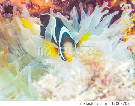 美麗的海葵田裡一隻可愛的幼年小丑魚(海葵魚亞科)。 伊豆半島加茂郡南伊豆町中木広濱 美麗的海葵田裡一隻可愛的幼年小丑魚(海葵魚亞科)。 伊豆半島加茂郡南伊豆町中木広濱 120687053