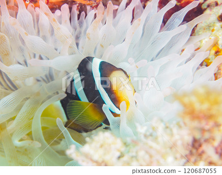 Cute clownfish (subfamily Amphiprioninae) juveniles in a beautiful sea anemone field. Nakagi Hirizo Beach, Minamiizu-cho, Kamo-gun, Izu Peninsula 120687055