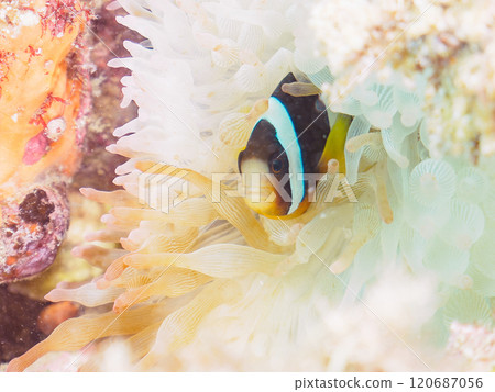 Cute clownfish (subfamily Amphiprioninae) juveniles in a beautiful sea anemone field. Nakagi Hirizo Beach, Minamiizu-cho, Kamo-gun, Izu Peninsula Cute clownfish (subfamily Amphiprioninae) juveniles in a beautiful sea anemone field. Nakagi Hirizo Beach, Minamiizu-cho, Kamo-gun, Izu Peninsula 120687056