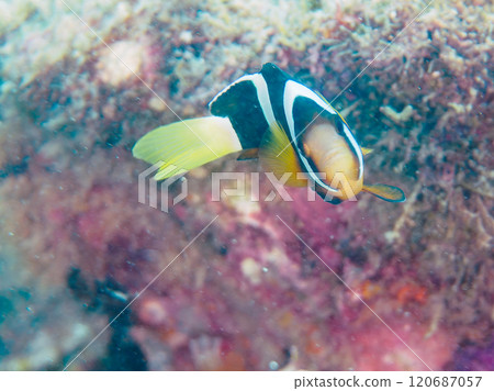 美麗的海葵田裡一隻可愛的幼年小丑魚(海葵魚亞科)。 伊豆半島加茂郡南伊豆町中木広濱 美麗的海葵田裡一隻可愛的幼年小丑魚(海葵魚亞科)。 伊豆半島加茂郡南伊豆町中木広濱 120687057