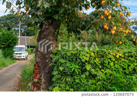 persimmon and old house 120687073