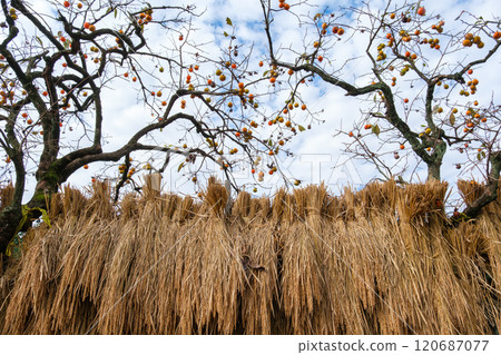 Persimmon tree and hazama 120687077