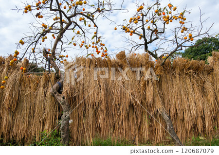 Persimmon and hazama 120687079