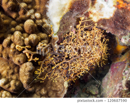 一隻巨大而神秘美麗的白頂鶴(海星科)。 觸手動了。伊豆半島加茂郡南伊豆町中木広濱 一隻巨大而神秘美麗的白頂鶴(海星科)。 觸手動了。伊豆半島加茂郡南伊豆町中木広濱 120687590