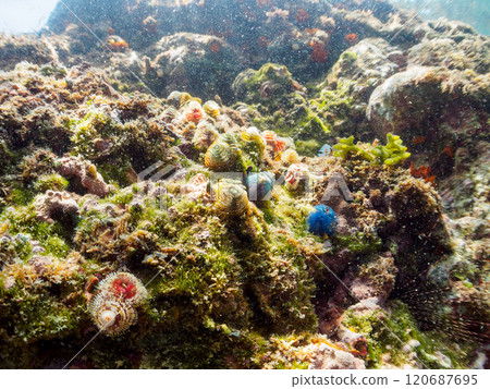 A beautiful flower-like thornworm that parasitizes coral. Although it looks like this, it is actually the gills of an worm related to the earthworm. 120687695