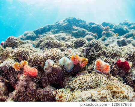 寄生在珊瑚上的美麗的花朵狀帶刺百合。 寄生在珊瑚上的美麗的花朵狀帶刺百合。 120687696