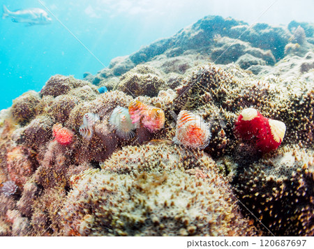 寄生在珊瑚上的美麗的花朵狀帶刺百合。 120687697