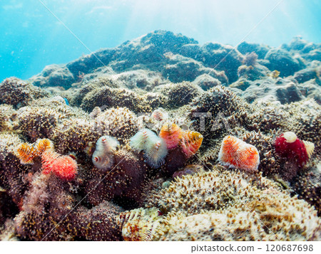 寄生在珊瑚上的美麗的花朵狀帶刺百合。 120687698