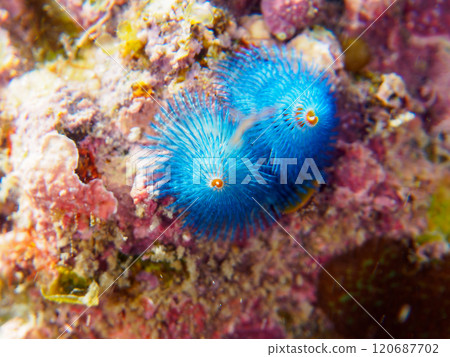 A beautiful flower-like thornworm that parasitizes coral. Although it looks like this, it is actually the gills of an worm related to the earthworm. 120687702