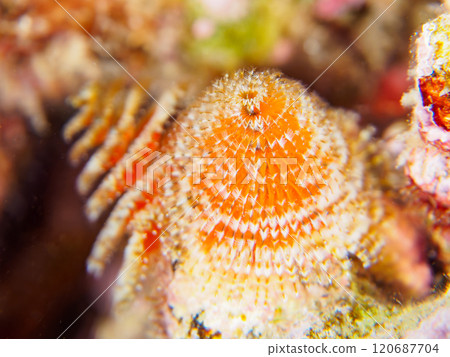 寄生在珊瑚上的美麗的花朵狀帶刺百合。 120687704