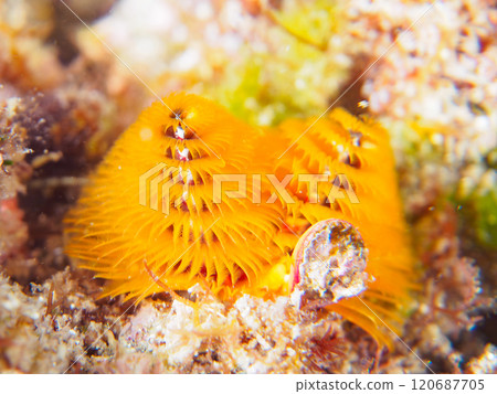 寄生在珊瑚上的美麗的花朵狀帶刺百合。 120687705