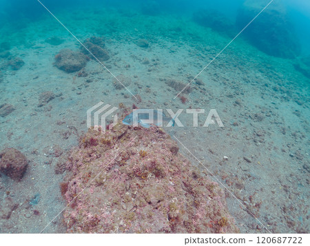 A beautiful and large school of black porgy (family Sparidae) swimming on the shoreline. Nakagi Hirizo Beach, Minamiizu-cho, Kamo-gun, Izu Peninsula, 2024 120687722