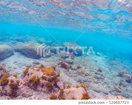 A beautiful and large school of black porgy (family Sparidae) swimming on the shoreline. Nakagi Hirizo Beach, Minamiizu-cho, Kamo-gun, Izu Peninsula, 2024 A beautiful and large school of black porgy (family Sparidae) swimming on the shoreline. Nakagi Hirizo Beach, Minamiizu-cho, Kamo-gun, Izu Peninsula, 2024 120687723