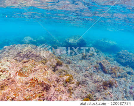 A beautiful and large school of black porgy (family Sparidae) swimming on the shoreline. Nakagi Hirizo Beach, Minamiizu-cho, Kamo-gun, Izu Peninsula, 2024 120687724