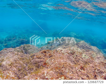 A beautiful and large school of black porgy (family Sparidae) swimming on the shoreline. Nakagi Hirizo Beach, Minamiizu-cho, Kamo-gun, Izu Peninsula, 2024 A beautiful and large school of black porgy (family Sparidae) swimming on the shoreline. Nakagi Hirizo Beach, Minamiizu-cho, Kamo-gun, Izu Peninsula, 2024 120687729