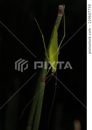 生物 昆蟲 鹿角甲蟲的背上有明顯的條紋。這是雌性，射線的寬度比雄性窄。 120687739