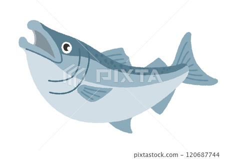 Salmon illustration Salmon illustration 120687744
