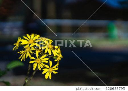 蜜蜂從花朵中吸取花蜜 120687795