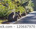 屋久島獼猴群【12月】屋久島馬路上的猴子 120687970