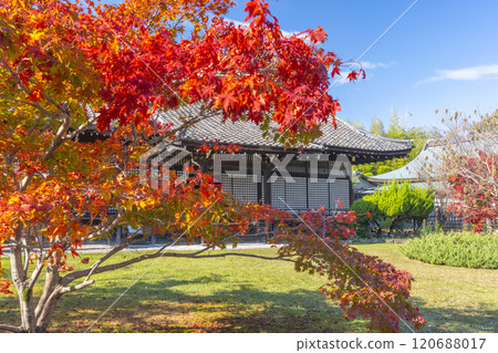 Autumn in Kyoto: Kanshuji Temple's Shinden Hall surrounded by autumn leaves Autumn in Kyoto: Kanshuji Temple's Shinden Hall surrounded by autumn leaves 120688017