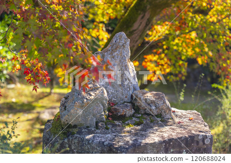 Autumn in Kyoto: Kanshuji Temple surrounded by autumn leaves - Pebbles 120688024