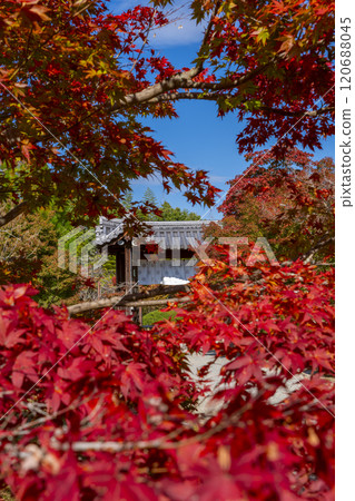 Autumn in Kyoto: Kanshuji Temple's Chumon Gate (Imperial Envoy Gate) surrounded by autumn leaves 120688045