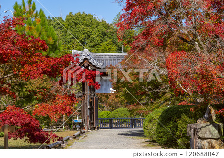 Autumn in Kyoto: Kanshuji Temple's Chumon Gate (Imperial Envoy Gate) surrounded by autumn leaves 120688047