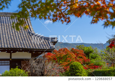 Autumn in Kyoto: Kanshuji Temple's Shinden Hall surrounded by autumn leaves Autumn in Kyoto: Kanshuji Temple's Shinden Hall surrounded by autumn leaves 120688057
