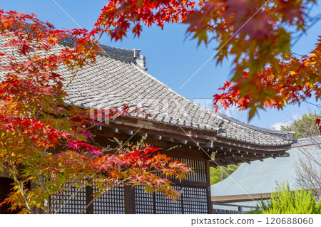 Autumn in Kyoto: Kanshuji Temple's Shinden Hall surrounded by autumn leaves Autumn in Kyoto: Kanshuji Temple's Shinden Hall surrounded by autumn leaves 120688060