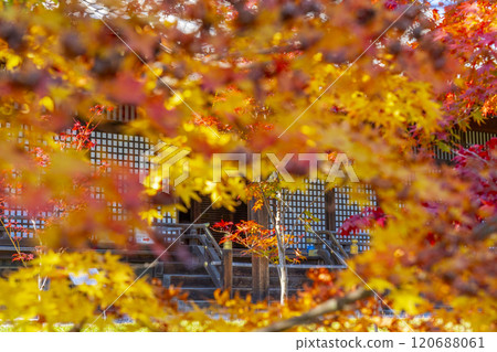 Autumn in Kyoto: Kanshuji Temple's Shinden Hall surrounded by autumn leaves Autumn in Kyoto: Kanshuji Temple's Shinden Hall surrounded by autumn leaves 120688061