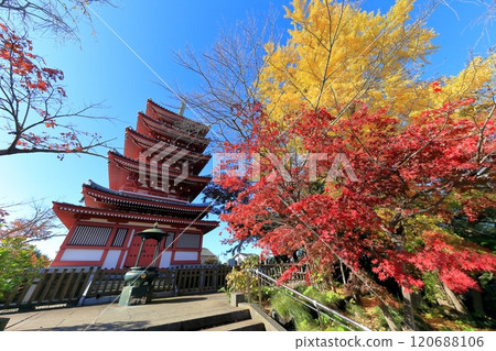 大陸寺五層塔(千葉縣松戶市) 大陸寺五層塔(千葉縣松戶市) 120688106