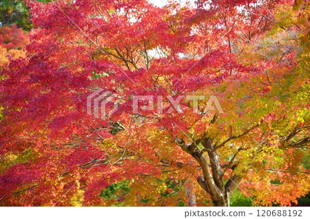 Kyoto Autumn Forest 3 Kyoto Autumn Forest 3 120688192