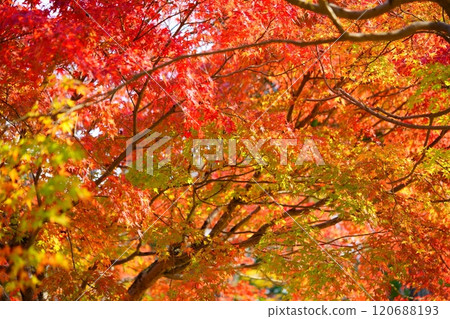 Kyoto Autumn Forest 2 Kyoto Autumn Forest 2 120688193