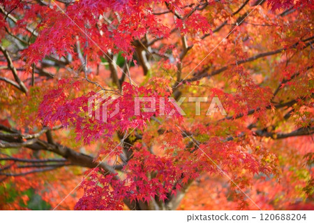 京都秋葉的優雅世界2 京都秋葉的優雅世界2 120688204
