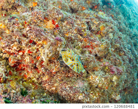 可愛的小斑馬海雀(箱魚家族)等等。 靜岡縣伊豆半島加茂郡南伊豆町中木広濱2024 可愛的小斑馬海雀(箱魚家族)等等。 靜岡縣伊豆半島加茂郡南伊豆町中木広濱2024 120688481