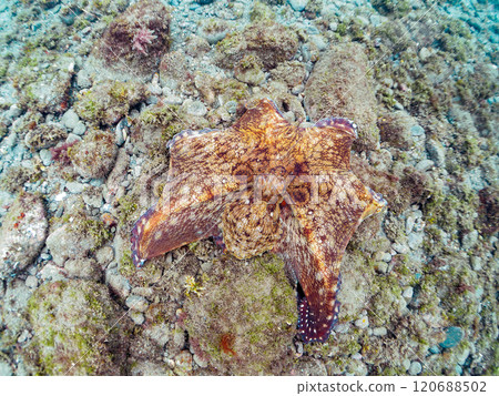 A large, beautiful ringed octopus (Octopus moniliformes) hiding among the rocks. It spat ink to escape. Nakagi Hirizo Beach, Minamiizu Town, Izu 120688502